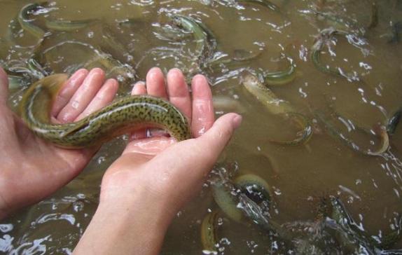 泥鳅养殖技术及前景,泥鳅养殖新技术发展前景