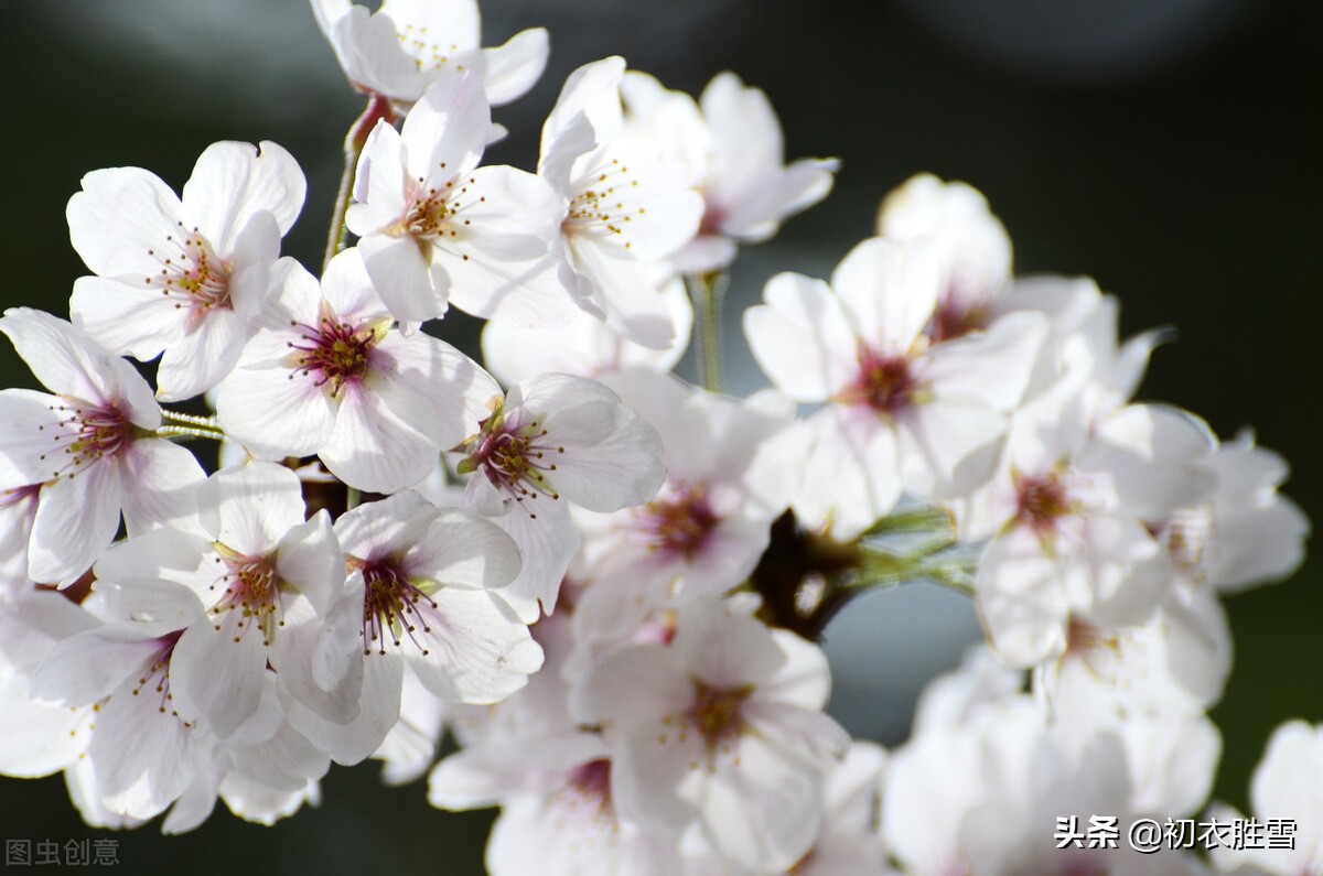 唐诗宋词里的樱花,唐诗描写樱花的诗句