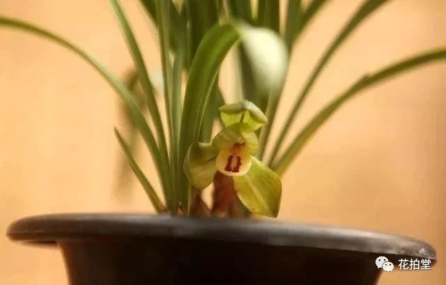 建兰春兰蕙兰墨兰哪种花期长,春兰建兰蕙兰墨兰寒兰哪个品种好