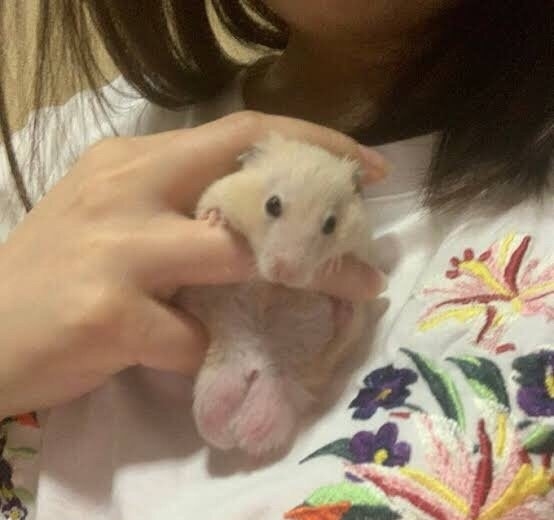 今日萌图,仓鼠身上长了疑似肿瘤的东西