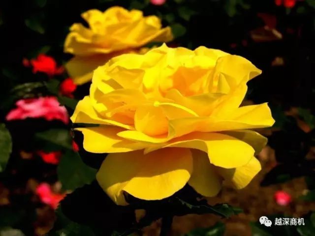 中国各大城市市花介绍,全国56市市花太美了的视频