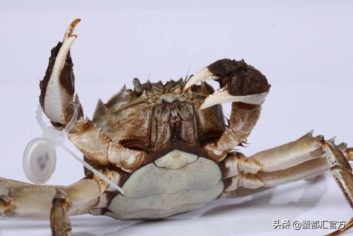 大闸蟹的四大特征是怎样的,大闸蟹各部位图解