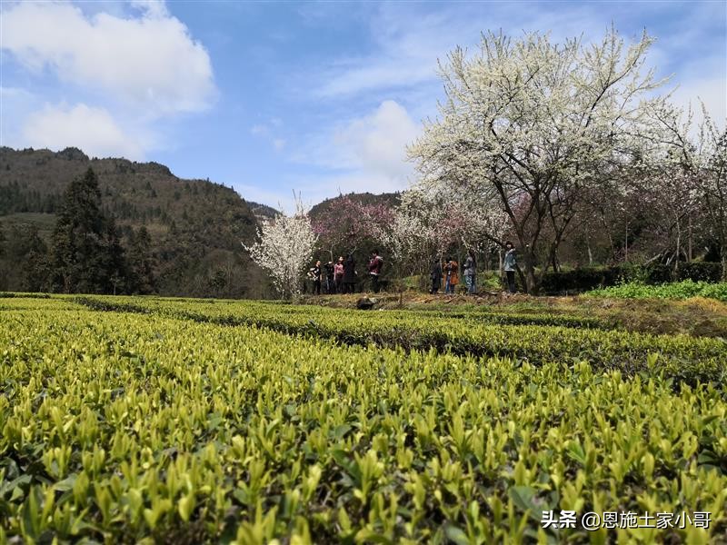 恩施土家人文地理：行游恩施，忠路雾洞春茶香