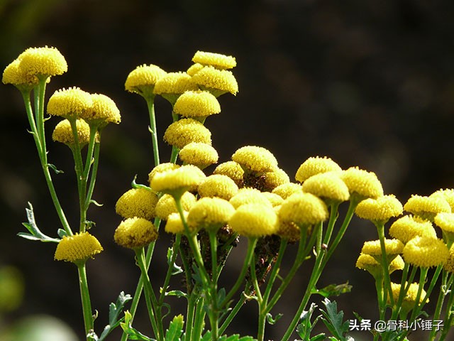 过敏性鼻炎怎么调理能根治吗,孩子过敏性鼻炎老不好怎么办