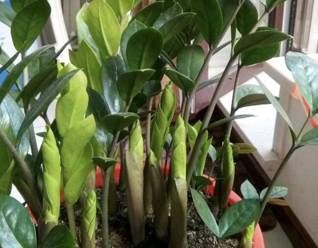 屋内甲醛绿植怎么处理干净,去甲醛不能只靠通风和绿植