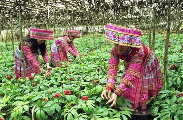 怎样栽培和加工三七,食用三七种植技术大全