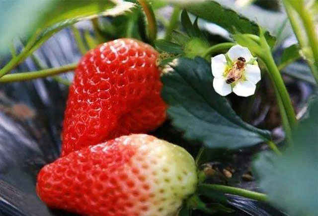 草莓正在开花有蚜虫怎么办,发现草莓上有蚜虫什么时候打药好