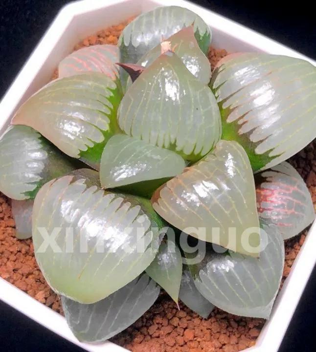 郭氏---台湾行之李瑞斌大棚及布楚礼多肉植物园游记