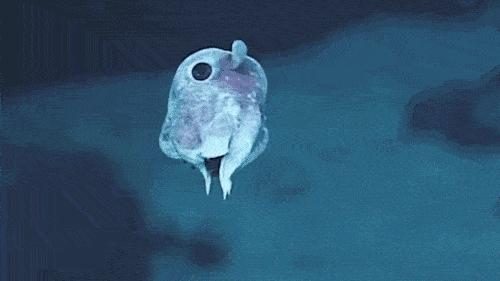 章鱼为何会以自杀的方式繁殖？明明可以称霸海洋，却“英年早逝”