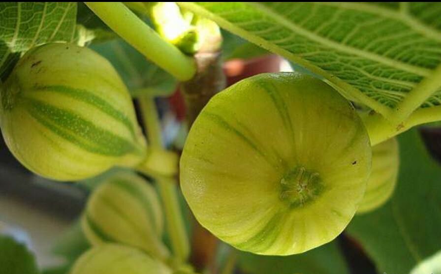 无花果的高产种植技术及管理要点,无花果怎样栽培才能获得高产