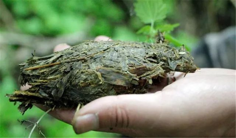 大熊猫为什么能消化坚硬的竹子,一只成年大熊猫一天能吃公斤竹子