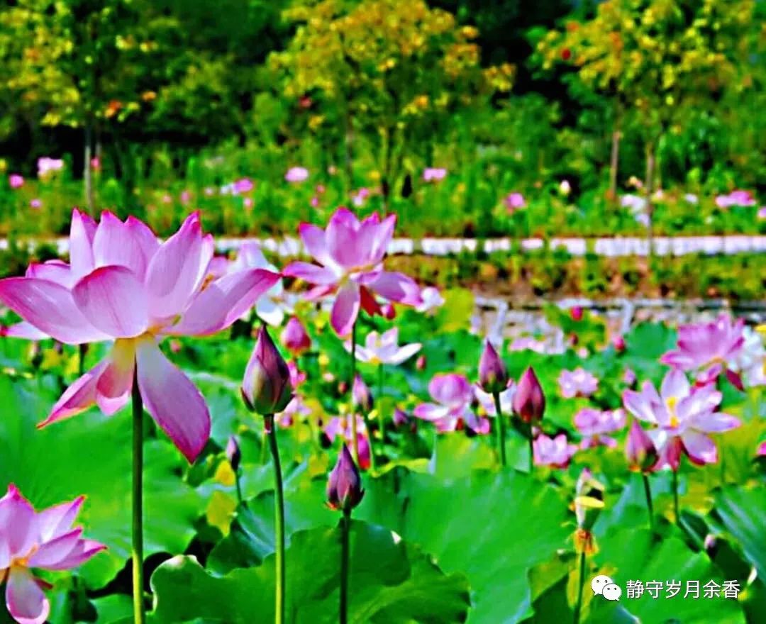 周光辉/情长更比水流长