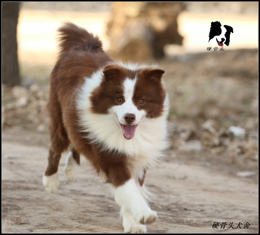 西安边境牧羊犬领养,领养边境牧羊犬幼崽