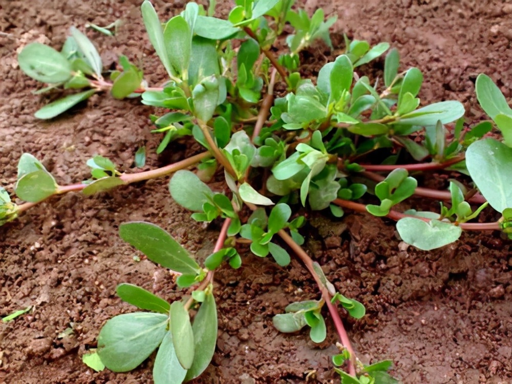 农村常吃的40种野菜你吃过几种呢,这10多种野菜你吃过哪些