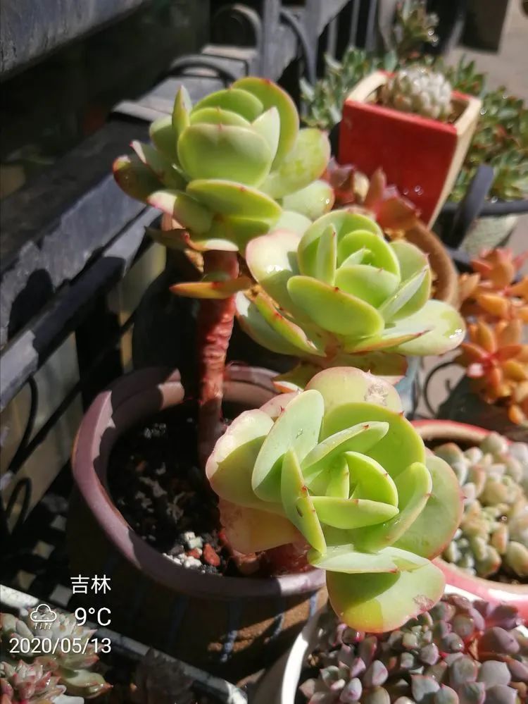 人生就像养多肉一样,人生如同养多肉时间不会怠慢