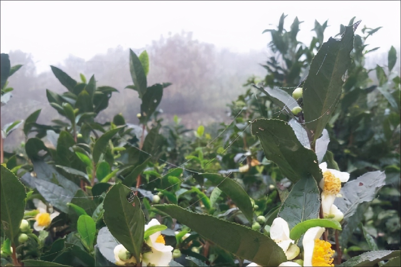 歙县小川乡,澎泽尖的野趣之美,让游人回归了自然的怀抱