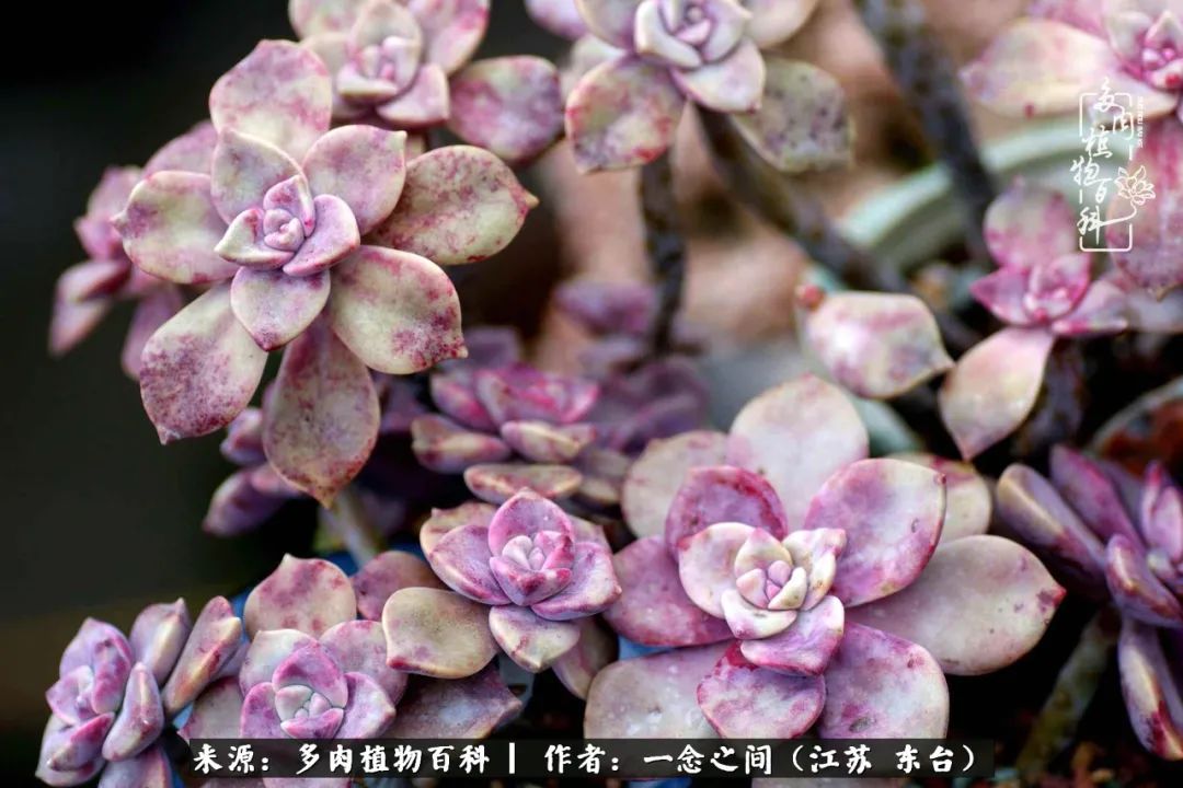 一见多肉误终生,一见多肉误终生从此入了养花坑