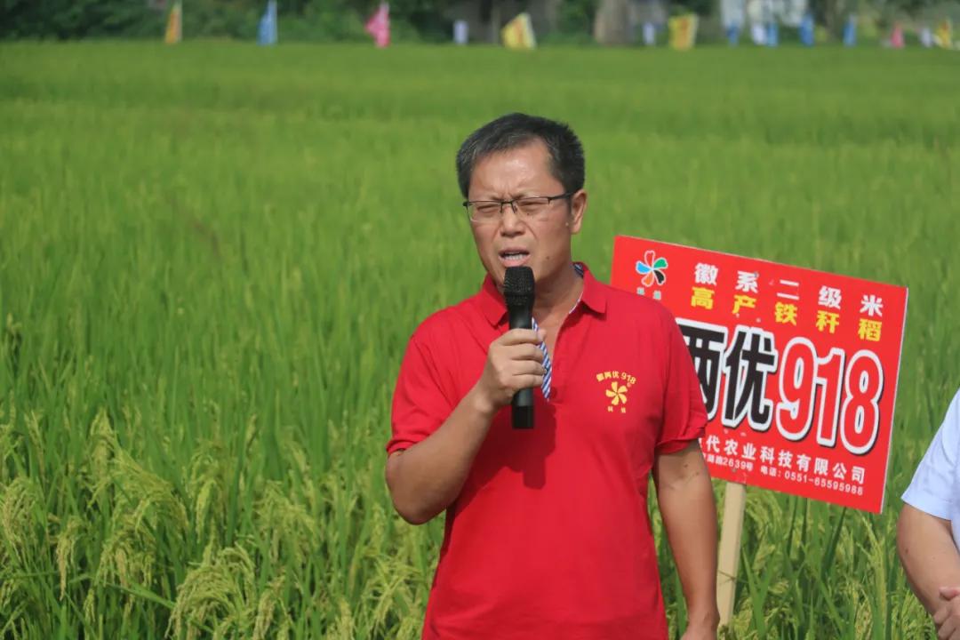 徽两优1577第一名高产稻种,徽两优985稻种简介