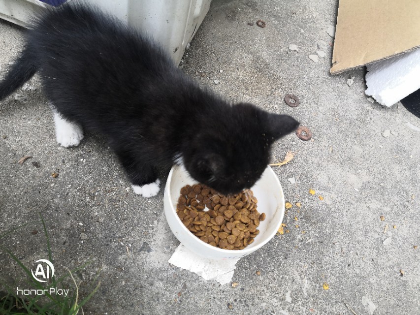 猫宠物推荐,猫宠物视频大全搞笑