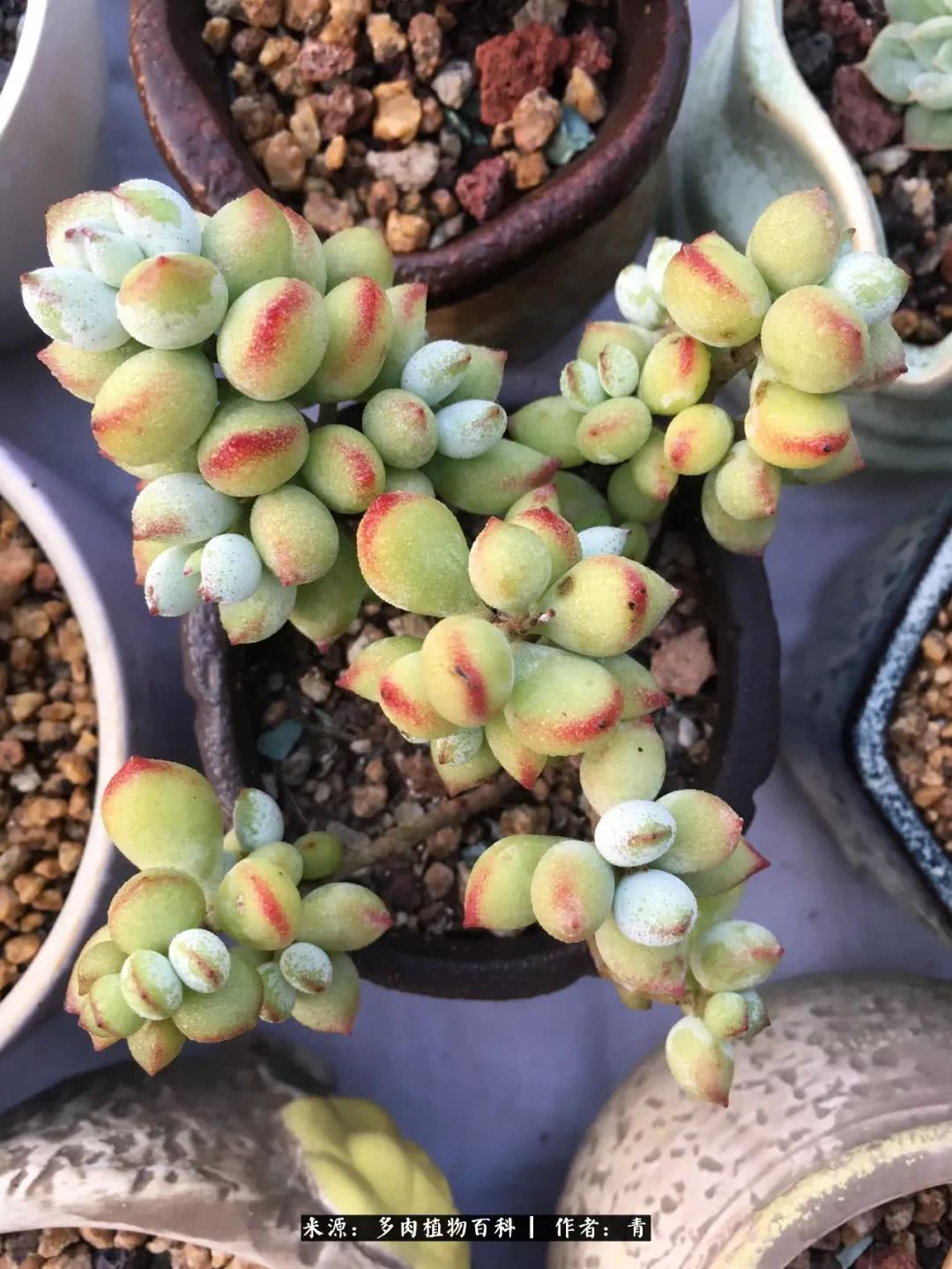 入坑多肉无法自拔,沉迷多肉无法自拔