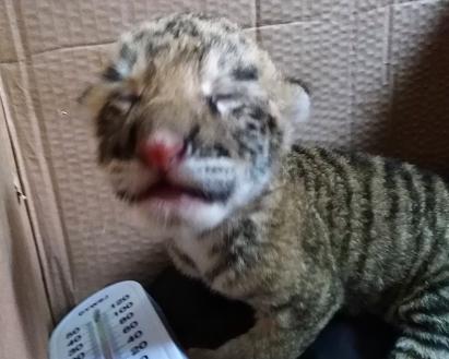 全国首只虎狮虎兽,老虎为什么喜欢狮虎兽