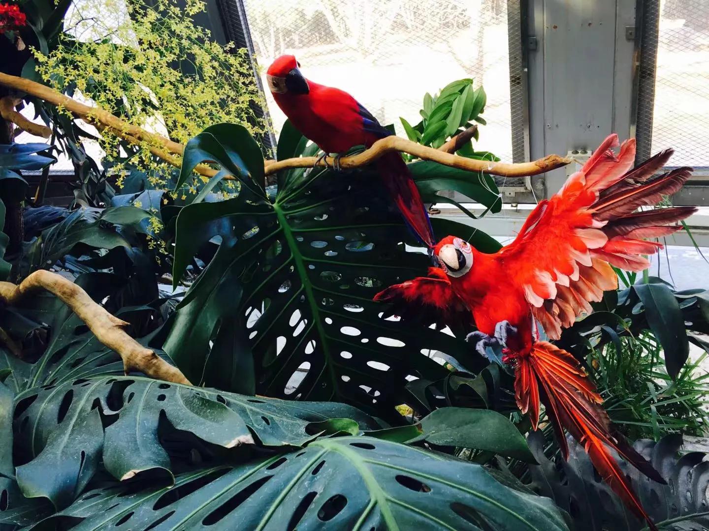 兰花最美的季节是冬季,北方冬季赏兰花