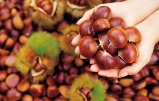 剥板栗小妙招不用上火,怎样剥板栗又快又好