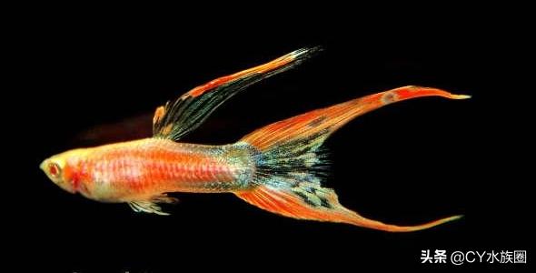 如何做孔雀鱼最喜欢吃的饵料,小孔雀鱼喂什么饵料最好