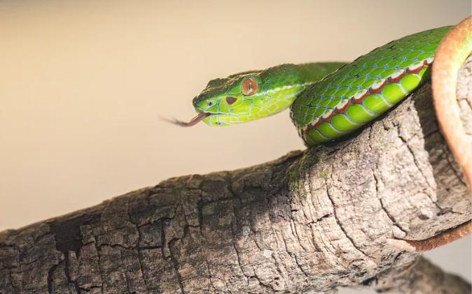 雄黄粉能驱蛇吗对人畜有无危害,蛇为什么害怕雄黄粉