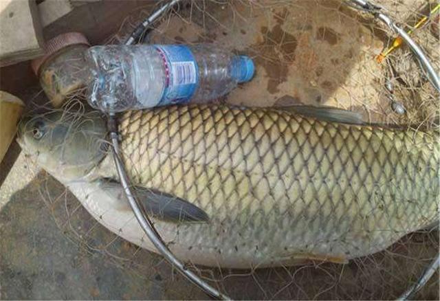 钓鱼要一直握着竿吗,钓鱼要守一个地方吗