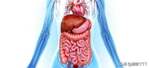 哺乳动物都是有生殖器官的吗,为什么哺乳动物都是四条腿