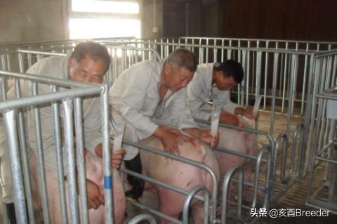 母猪发情鉴定及最佳配种时间判断,养母猪必会发情鉴定和适时配种