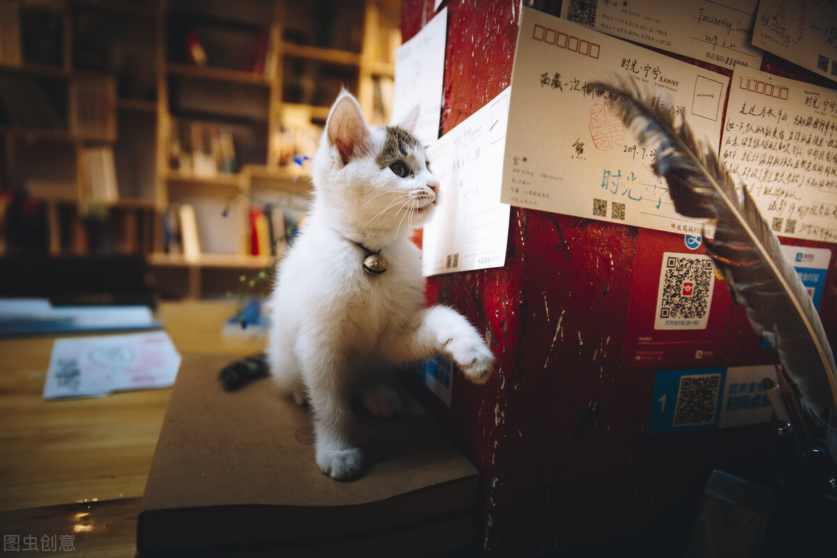 猫咪可以吹空调吗,猫咪食欲不好但是精神很好