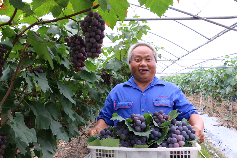 保供水果,保供应稳价格确保百姓菜篮子供应