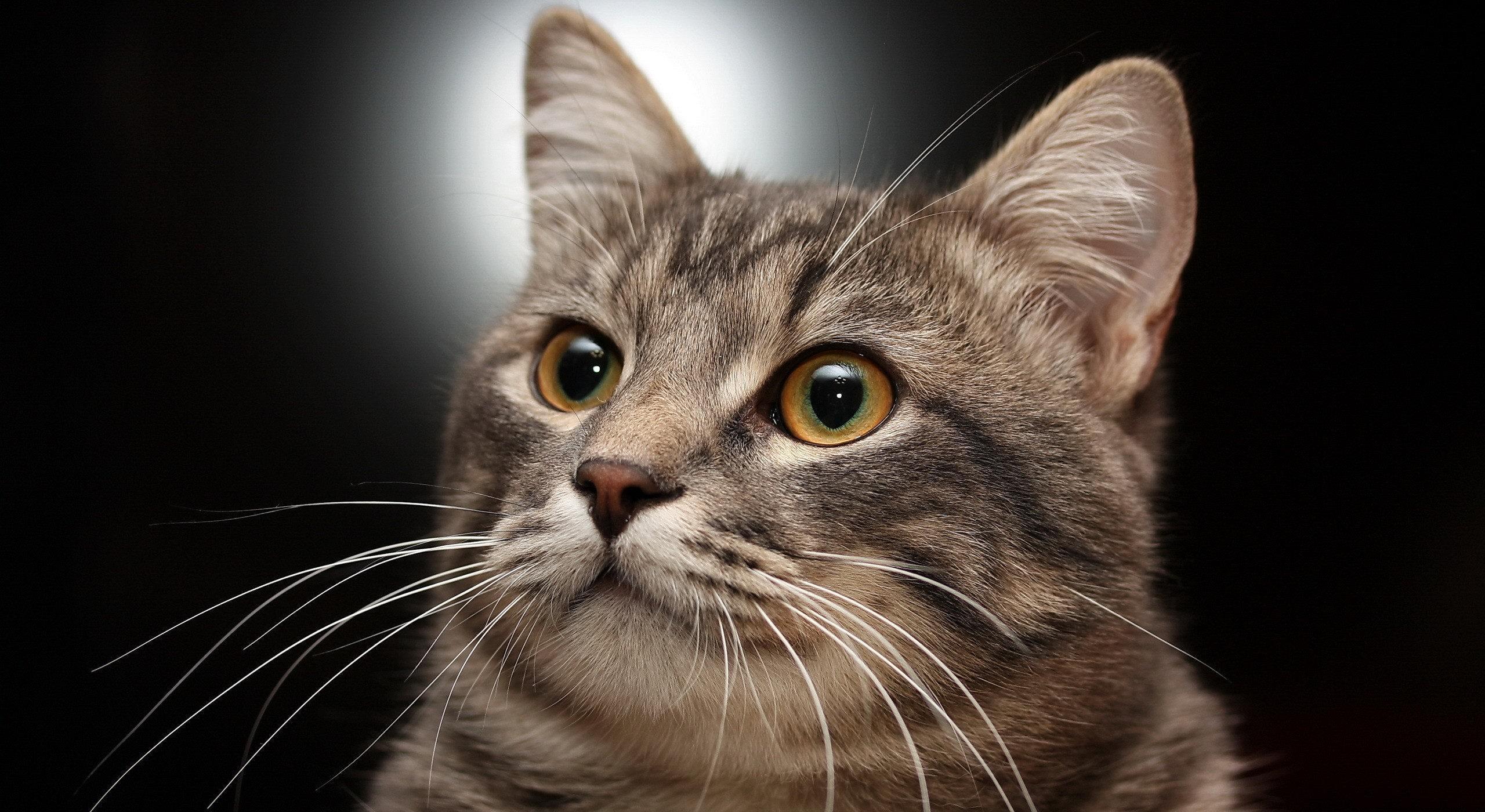 同一窝的猫怎么知道哪个先出生,老祖宗选猫方法