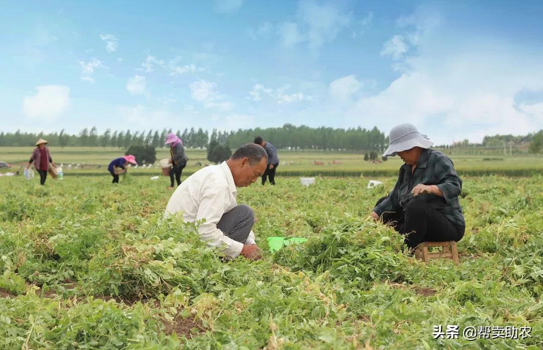 帮你扔掉垃圾食品！健康营养的综合果蔬脆，12种口味征服你味蕾