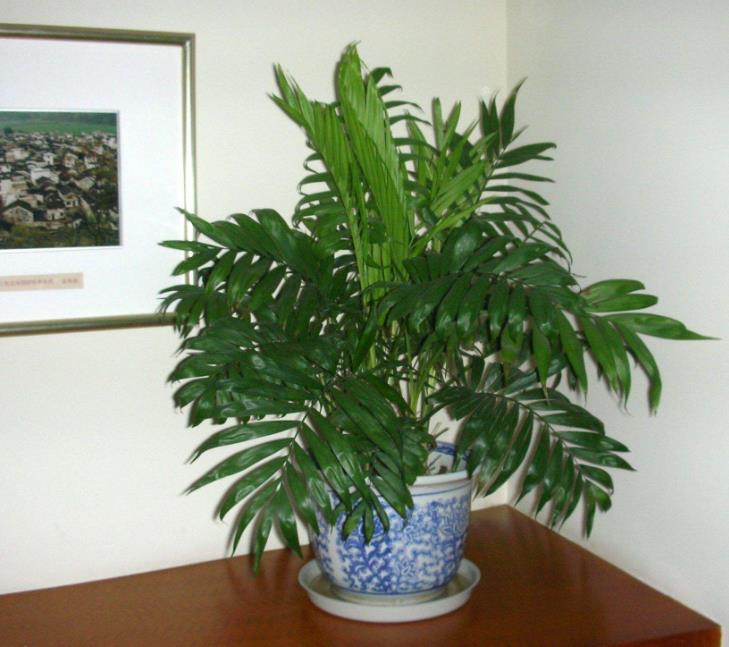 家庭养什么花消除甲醛好,房屋养什么花能除甲醛