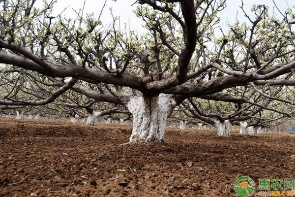 桃树烂根最好的处理方法,盆栽桃树烂根怎么补救