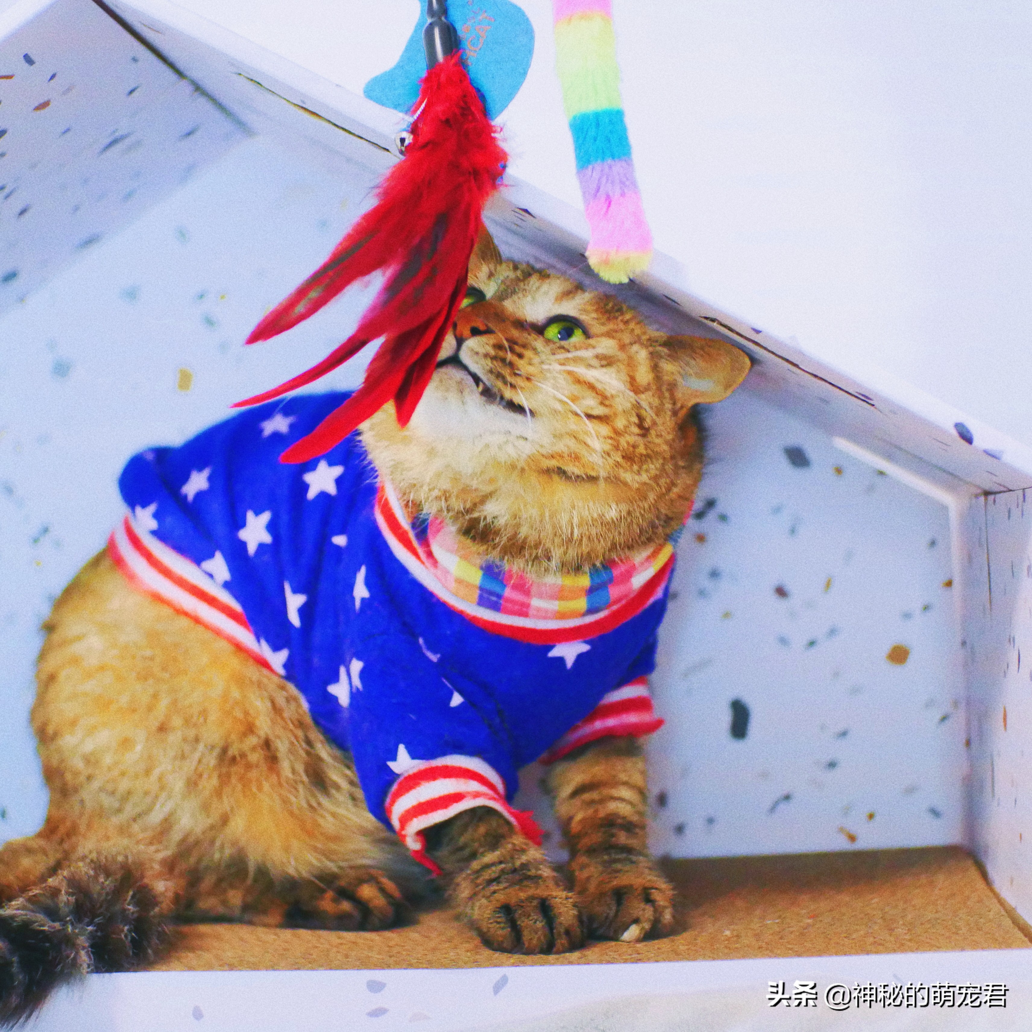 什么逗猫棒猫咪会玩,怎么做猫咪玩的逗猫棒