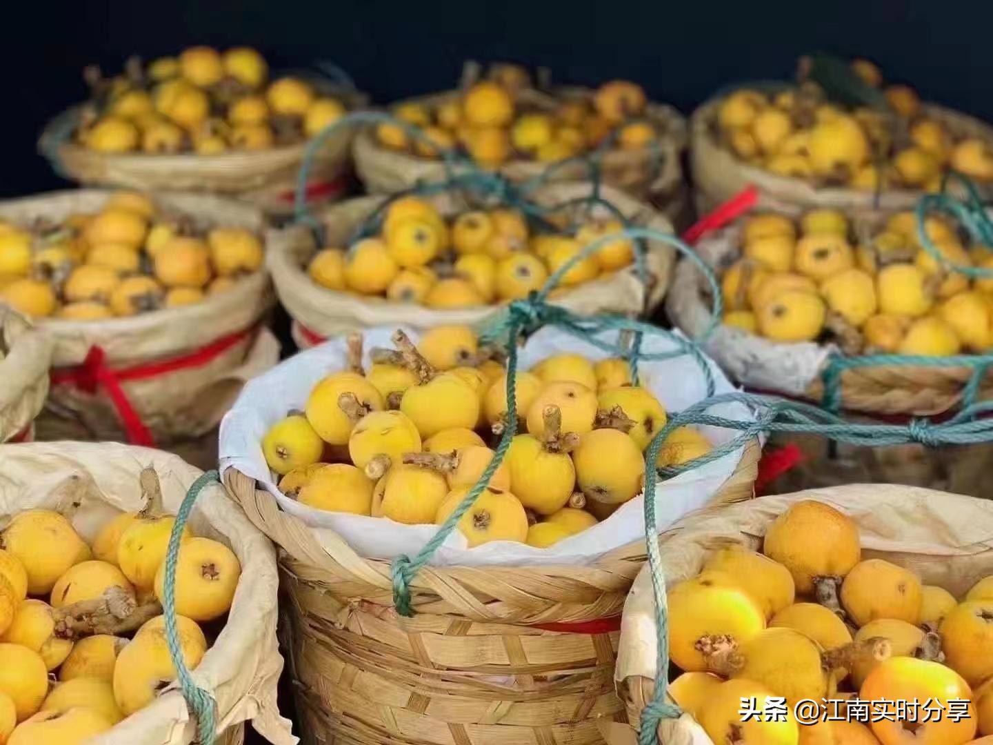 苏州摘枇杷季节,苏州东山采枇杷之旅