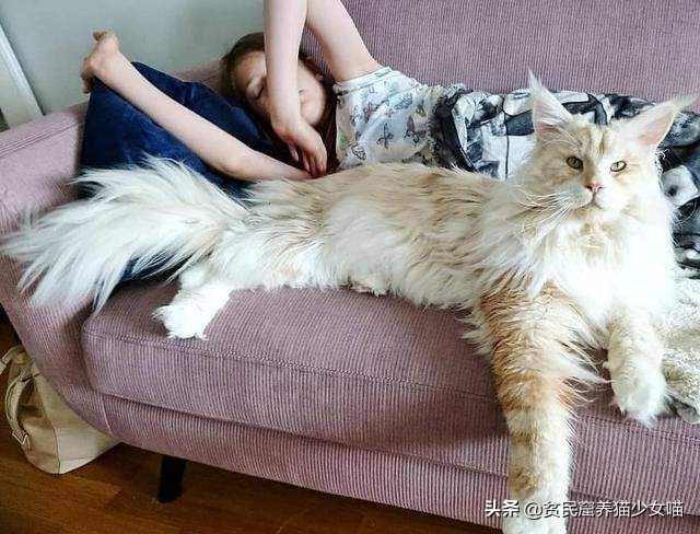 最受欢迎的猫咪品种排行榜,十大最受欢迎的猫咪品种