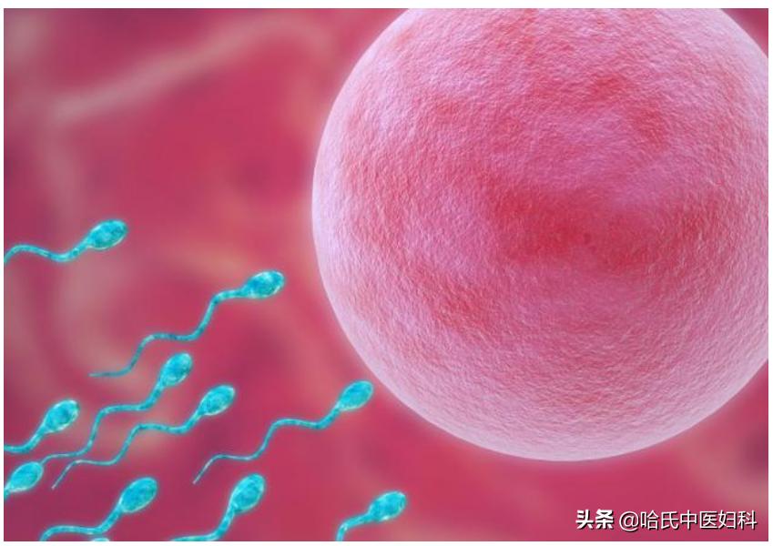 卵泡长不大萎缩怎么备孕,卵泡长不大怎么锻炼身体