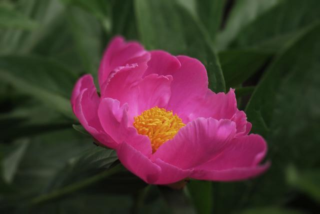 牡丹可作国花吗？一个重要因素被忽视了，它的知识产权管理归西方