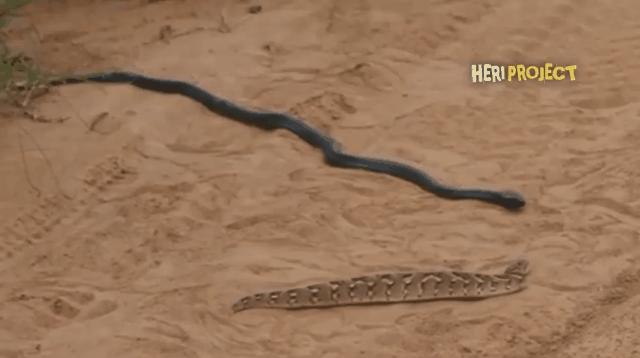 要不是因为强大的繁殖和适应能力，也许它会被天敌吃成濒危动物