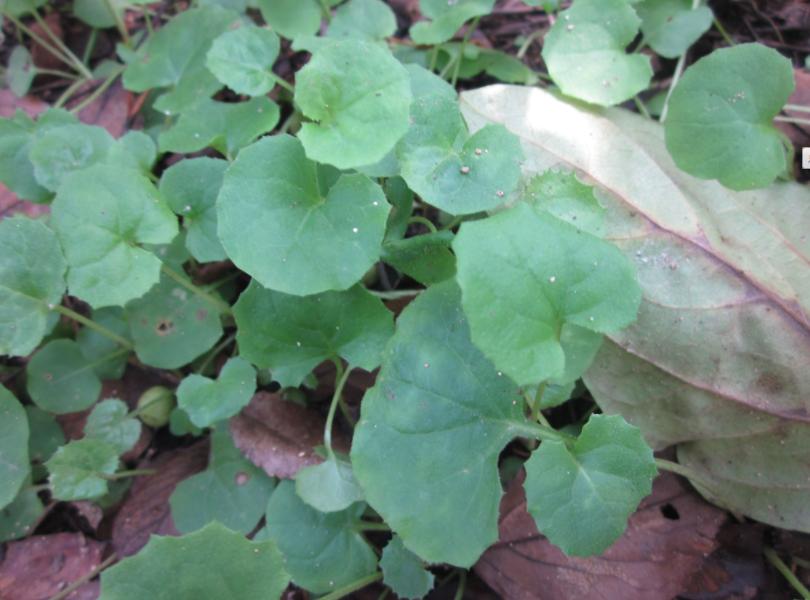 30年前，路边1种积雪草，还是次等猪食，如今却成网红“美容草”