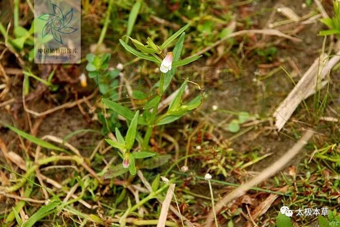 蛇舌草枳壳鸡内金,蛇舌草可治哪些病