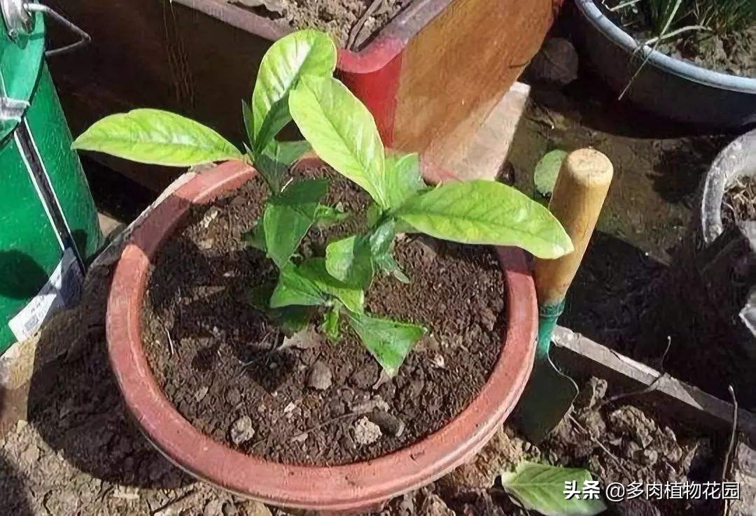 在家养花浇什么水土壤不板结,用什么肥养花才能使土壤不板结