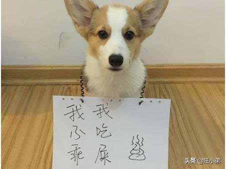 两个月狗狗吃自己便便的几个原因,两个月大的狗狗吃米饭和菜