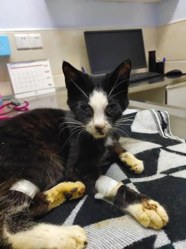 10年前捡回的猫变成的人,8年前从垃圾堆里捡的猫