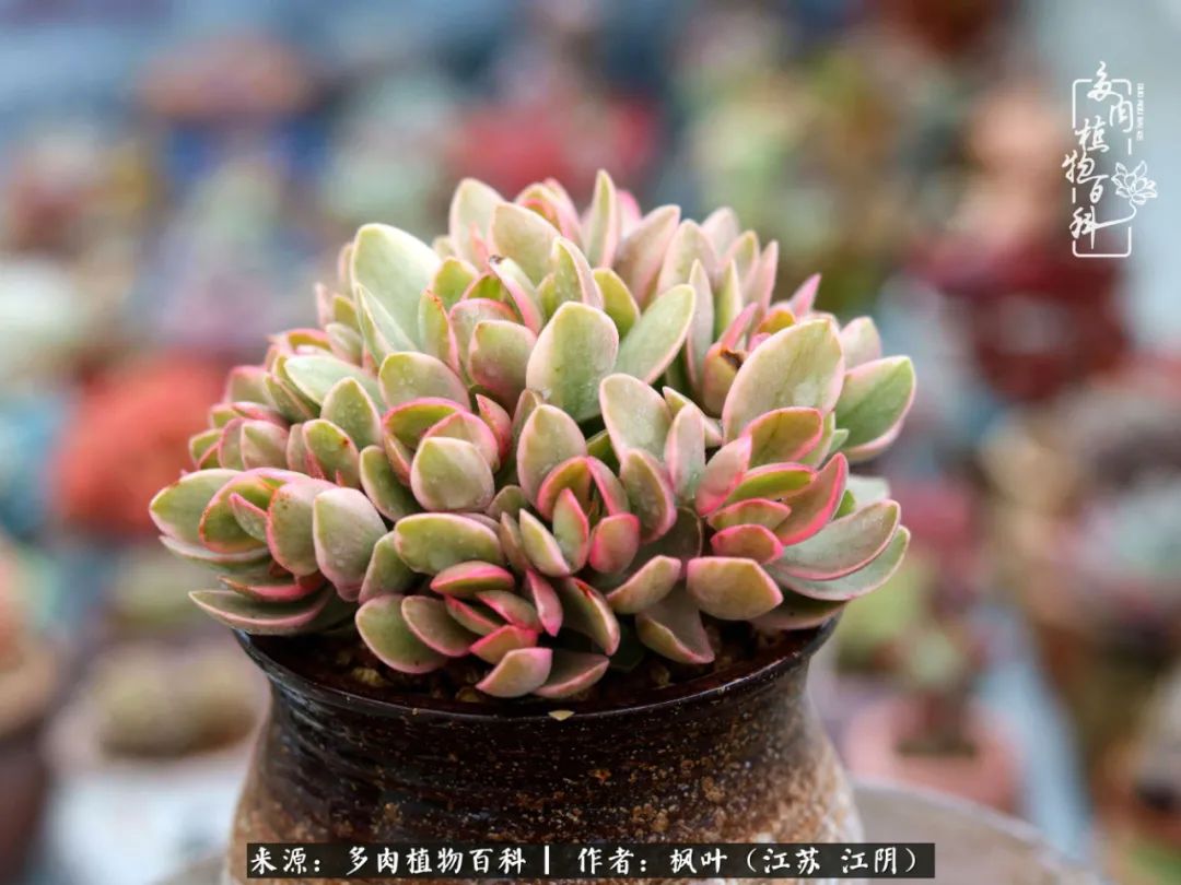 春有约，花不误，多肉与春天有个约会